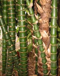 Bamboo Dwf Buddha Belly 7G [Bambusa vulgaris 'Wamin']